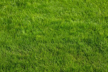 Parlak yeşil çimenlerin arka plan dokusu. Kalın çimenler.