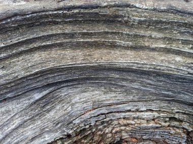 Eski kuru ağaç gövdesinin dokusu yakın plan