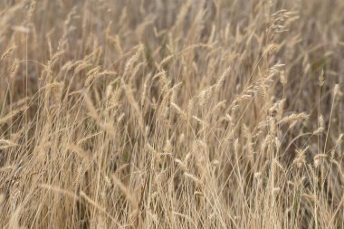 Bej tonlarında sakin, doğal bir arka plan. Kuru çimen çalıları.