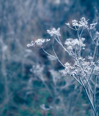 Bulanık bir arka planda güzel kuru çimenler. Kış konsepti. Soğuk soğuk hava. Sonbahar sonu ya da kış filmi