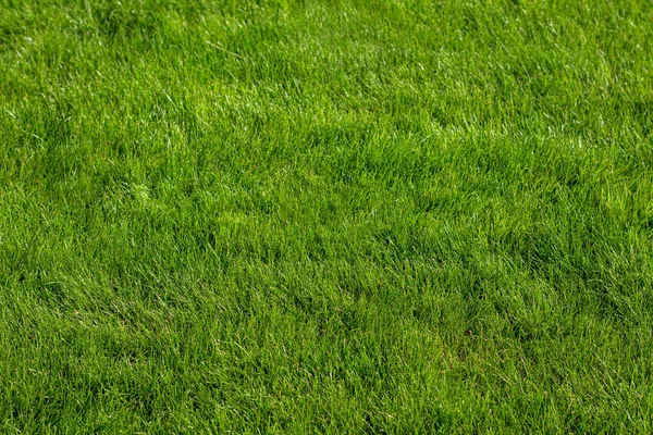 Parlak yeşil çimenlerin arka plan dokusu. Kalın çimenler.