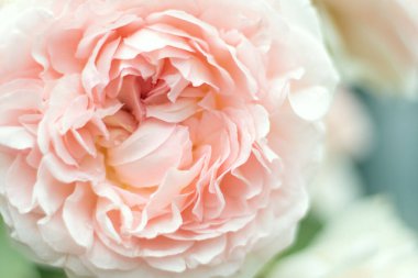 Çiçekli, narin bir krem rengi, yakın plan, yumuşak odaklı. Dekorasyon, düğün davetiyesi.