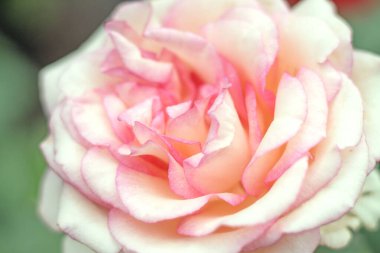 Taze, çiçek açan, pembe kremalı bir gülün yakın plan görüntüsü bulanık yeşil bir arka plana karşı..