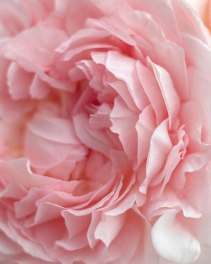 Narin krem rengi gül yapraklı, soyut çiçek arkaplanı. Yakın plan, yumuşak odaklı. Dekorasyon, düğün davetiyesi, güzellik tasarımı. Güzellik ve şefkat kavramı