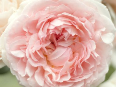 Çiçek açan açık pembe bir gülün yakın çekimi, dallı yapraklı, yumuşak odaklı. Düğün davetiyeleri, kozmetik tasarım ya da romantik ruh hali için çiçek arkaplan.