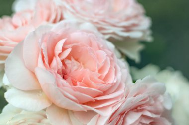 Çiçekli, narin, krem renkli güller, yakın plan, yumuşak odak. Dekorasyon, düğün davetiyesi..