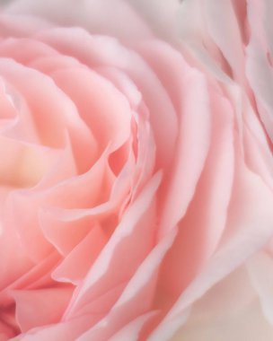 Yumuşak odaklı, pembe gül yapraklı soyut çiçek arkaplanı. Şenlik dekorasyonları, düğün davetiyeleri, güzellik tasarımı. Güzellik ve şefkat kavramı.