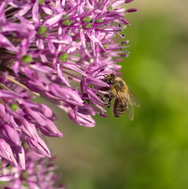 Bir arı süs eşyalarının mor çiçeklerini tozlaştırır.