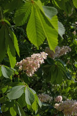Küçük ihale çiçekleri ve yeşil yaprakları arka plan ile beyaz kestane çiçeği. Seçici odaklı at kestanesi çiçeği. İlkbaharda çiçek açan at kestanesi.