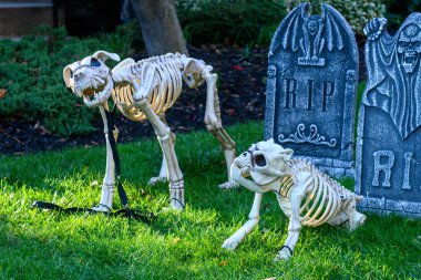 TORONTO, CANADA 29 EKİM 2025: Cadılar Bayramı süsleri tatil öncesi bir eve asıldı..