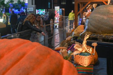 Toronto, ON, Kanada - 14 Kasım 2025: Bir tarım fuarında muazzam balkabağı ve su kabaklarının keyfini çıkaran ziyaretçiler, hasat rekabetini ön plana çıkarıyor ve