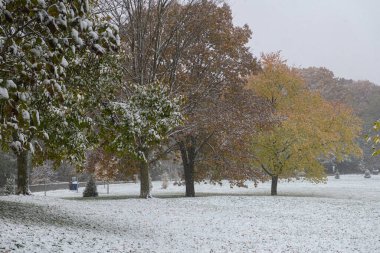 Toronto, ON, Kanada - 9 Kasım 2025: Toronto Parkı Sonbahar yapraklı ve yeşil yapraklı ağaçlar Kasım ayı başında yeni bir kar katmanıyla kaplı