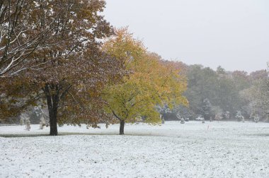 Toronto, ON, Kanada - 9 Kasım 2025: Toronto Park manzarası Kasım ayının erken saatlerinde kar yağışı meydana geldi, zemini ve sonbahar yapraklarını kış örtüsüyle kapladı