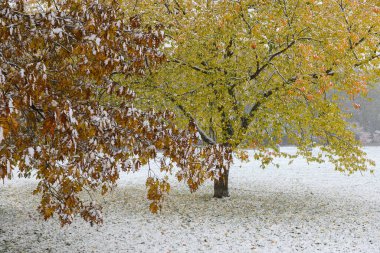 Toronto, ON, Kanada - 9 Kasım 2025: Taze karla kaplı ağaçlarda sonbahar yaprakları. Sonbahar renkleri ve kış beyazının karışımı eşsiz bir karşıtlık yaratır.
