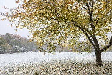Toronto, ON, Kanada - 9 Kasım 2025: Ağaçlar hala sarı ve turuncu yaprak tutarken, beklenmeyen yeşil çimenleri kaplayan park manzarası