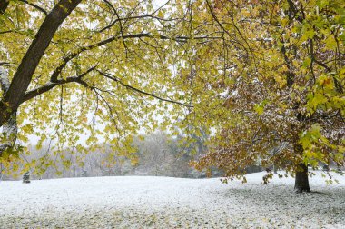 Toronto, ON, Kanada - 9 Kasım 2025: Toronto Park manzarası Sonbahar ağaçlarının yer aldığı sarı ve kahverengi yapraklar Kasım ayı başında karla kaplanmış, mevsim değişimini vurguluyor