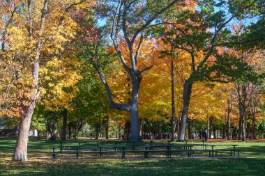 Toronto, ON, Kanada - 10 Ekim 2025: Açık mavi gökyüzü altında parlak sarı ve turuncu yaprakları gösteren yeşil bankların yer aldığı park manzarası