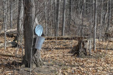Oakville, ON, Kanada - 11 Mart 2026 Akçaağaç özsuyu toplamak için kullanılan bir kova, şurup mevsiminin başlangıcını işaret ediyor..