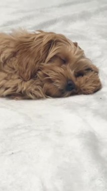 Yumuşak beyaz battaniyenin üzerinde dinlenen barışçıl uyuyan köpek yavrusu.