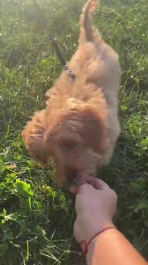 Neşeli bir anda çekilen güneşli yeşil çimenlikte karahindiba ısıran neşeli köpek yavrusu.