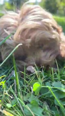 Şirin tüylü kahverengi köpek yavrusu yeşil çimenlerin üzerinde uzanıyor güneşli parkta yaprakları çiğniyor ve yumuşak arka planda ağaçlar var.