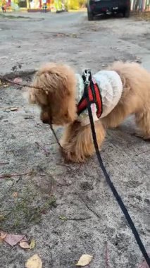 Sonbahar yürüyüşü sırasında şehir kaldırımında rahat bir kazak ve koşum takımı takan sevimli kahverengi köpek yavrusu.