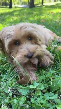 Pofuduk kahverengi köpek yavrusu parkta yeşil çimlerin üzerinde ağzında kuru yaprakla uzanıyor, dışarıda huzurlu bir anın tadını çıkarıyor.