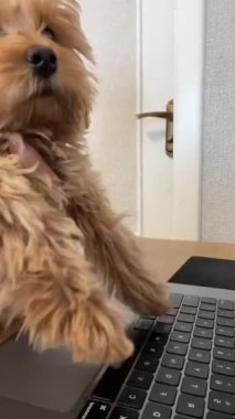 Dizüstü bilgisayarda daktilo eden komik bir köpek. Ciddi bir suratı olan sevimli bir köpek. Odaklanma ve neşeyle evden çalışıyor.