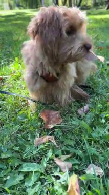 Sıcak bir sonbahar günü güneşli parkta yeşil çimlerde uzanırken kuru yaprak çiğneyen sevimli tüylü köpek yavrusu.