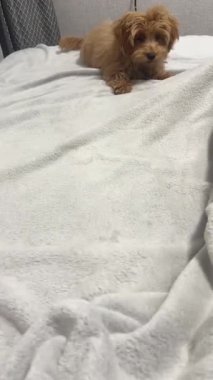 Yumuşak beyaz battaniyenin üzerinde duran sevimli, küçük tüylü köpek yavrusu sıcak ev içinde, meraklı görünüyor