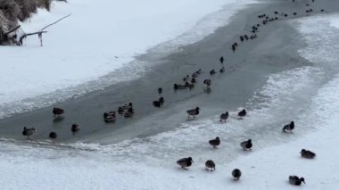 Soğuk kış mevsiminde buz ve karla donmuş nehirde ördekler toplanıyor. Vahşi yaşam arka planında.