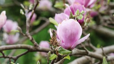 Bahçedeki bir manolya ağacı esintide usulca hareket eden pembe çiçeklerini gösterir. Ön çiçek keskin bir şekilde odaklanmış ve arkasında bulanık dallarla çarpıcı bir kontrast oluşturuyor..