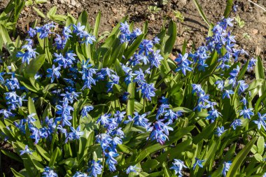 İlk bahar çiçekleri