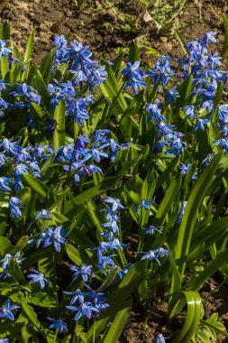 İlk bahar çiçekleri