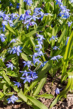 İlk bahar çiçekleri