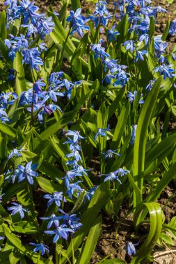 İlk bahar çiçekleri