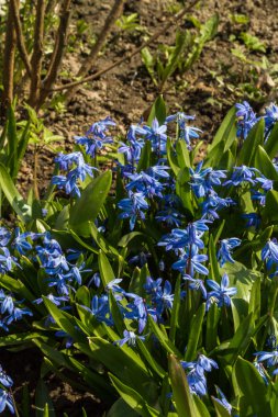 İlk bahar çiçekleri