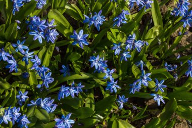 İlk bahar çiçekleri