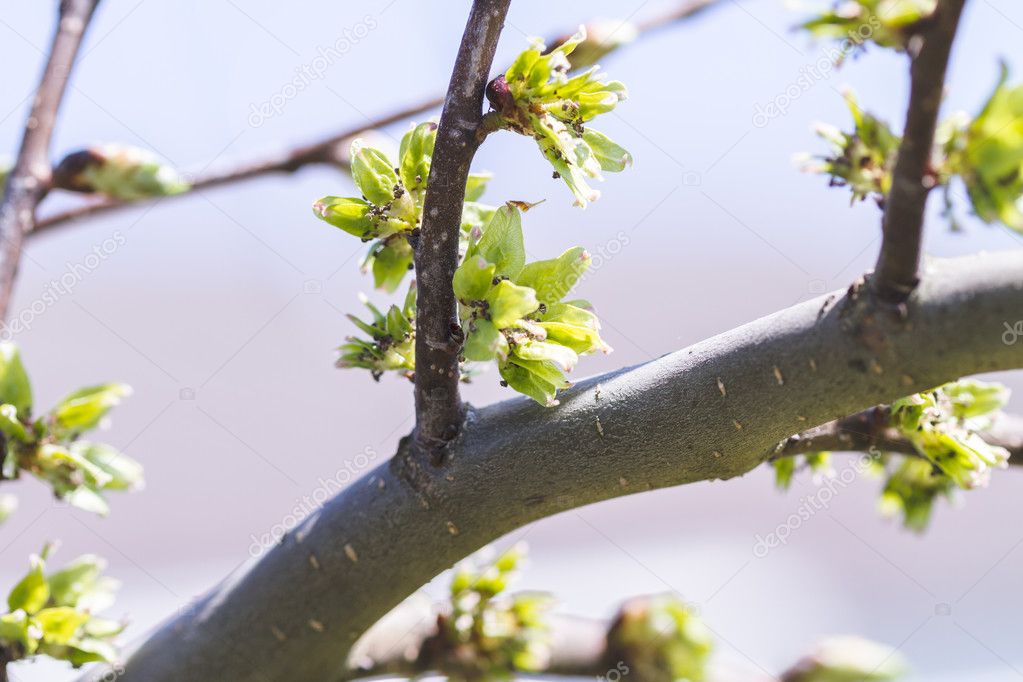 Young leaves on a tree