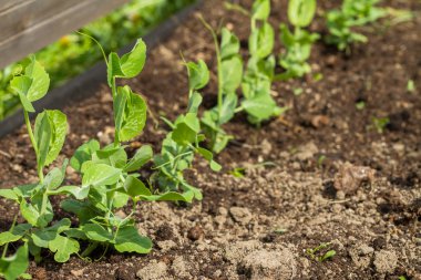 Bezelye küçük lahanası