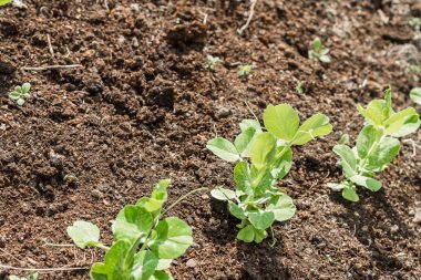 Bezelye küçük lahanası