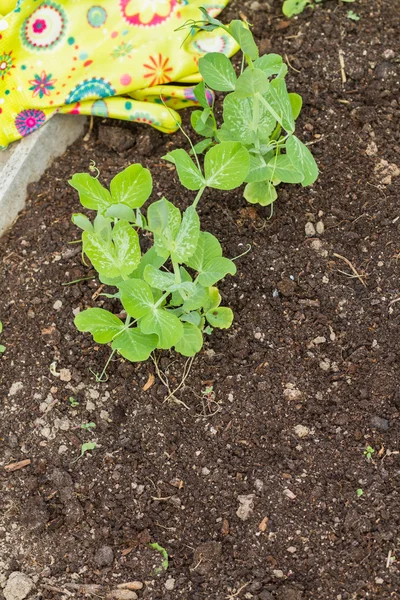 エンドウ豆の小さな芽 — ストック写真