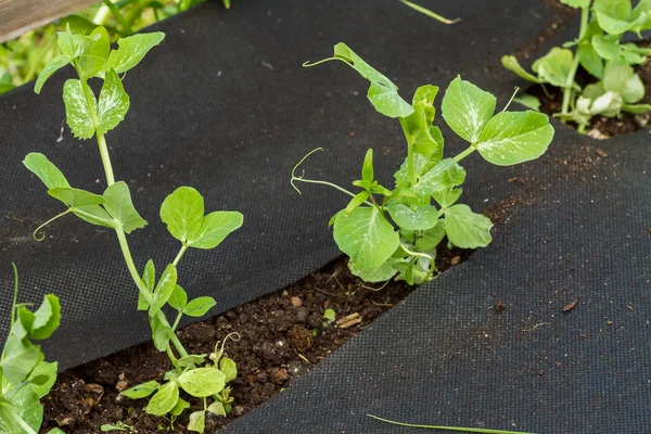 Small sprouts of peas — Stock Photo, Image