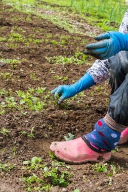 Organik Bahçe Bahçe