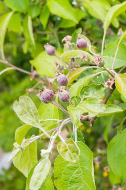 Küçük soğanlı meyve