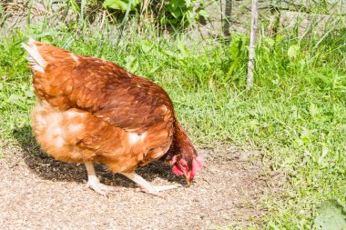 Ücretsiz aralığı tavuk çiftliği