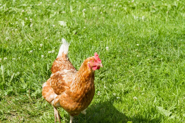 Pollos de granja en libertad —  Fotos de Stock