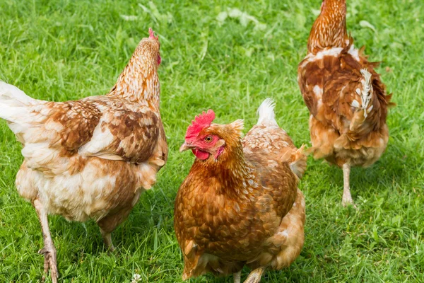 Pollos de granja en libertad — Foto de Stock