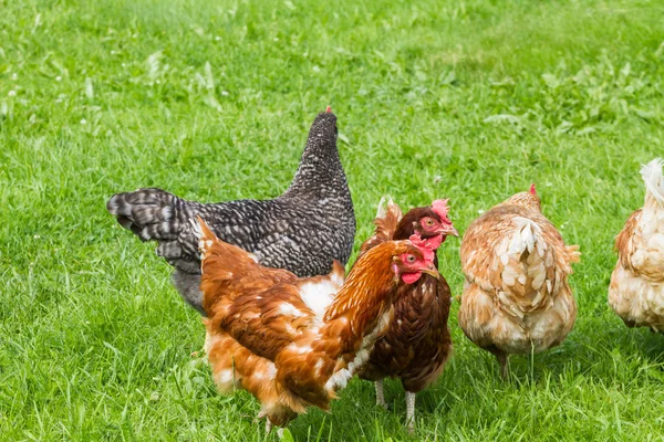 Pollos de granja en libertad — Foto de Stock