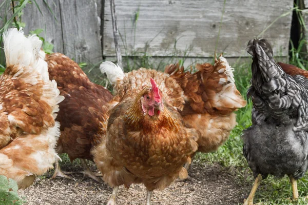 Pollos de granja en libertad — Foto de Stock